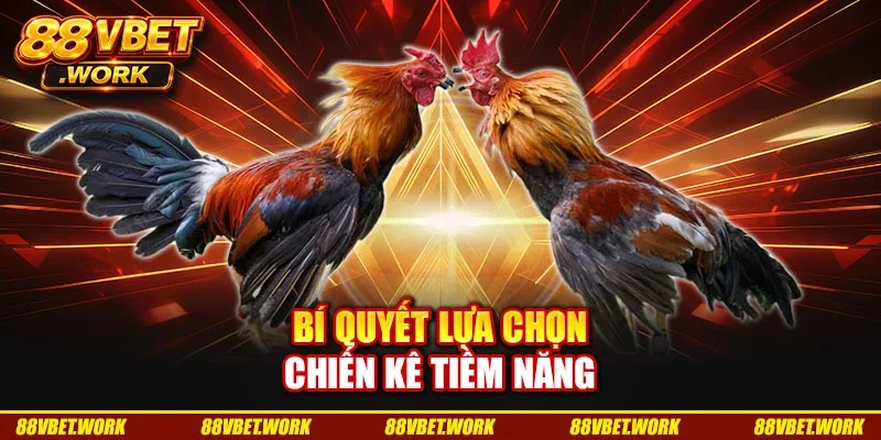 Bí quyết lựa chọn chiến kê tiềm năng