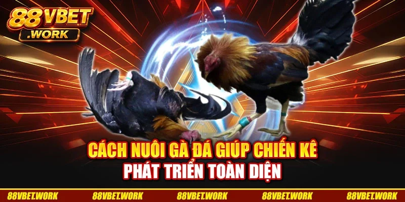 Cách Nuôi Gà Đá Giúp Chiến Kê Phát Triển Toàn Diện
